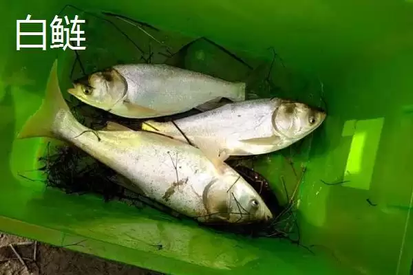 图片[3]-鲢鱼的产地分布 ,鲢鱼在我国分布有何特点呢？-会东网