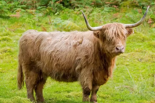 牛头去毛的正确打开方式：70℃水浸泡的关键步骤插图3