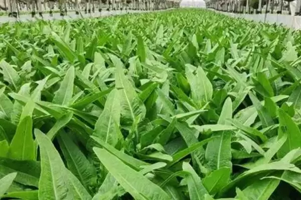 图片[4]-了解油麦菜霜霉病的方法和重点？了解油麦菜霜霉病要做好哪些细节？-会东网