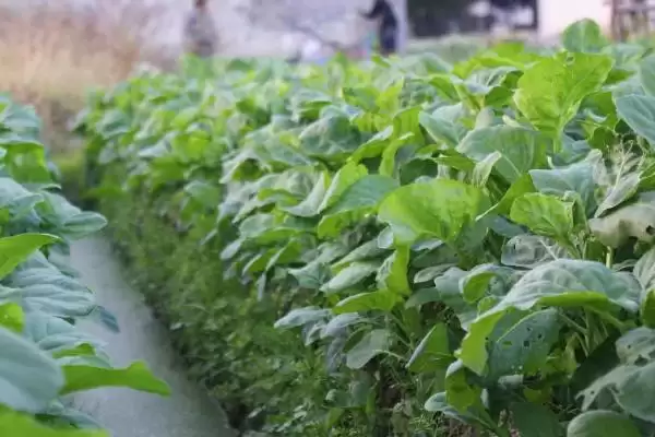 图片[5]-芥蓝的正确施肥方法 ,芥蓝怎样进行正确的施肥-会东网