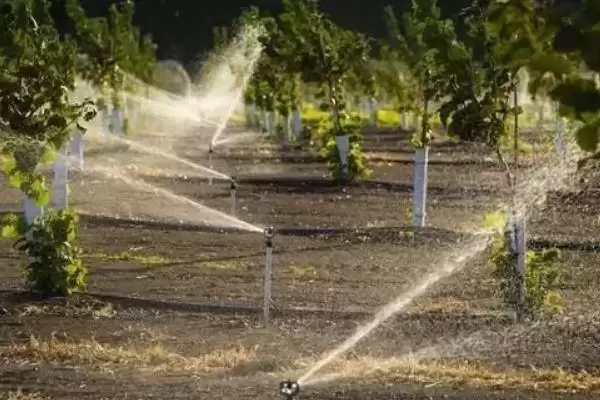 苹果树的存活时间,一般能达到50年左右插图6 苹果树的存活时间,一般能达到50年左右插图6