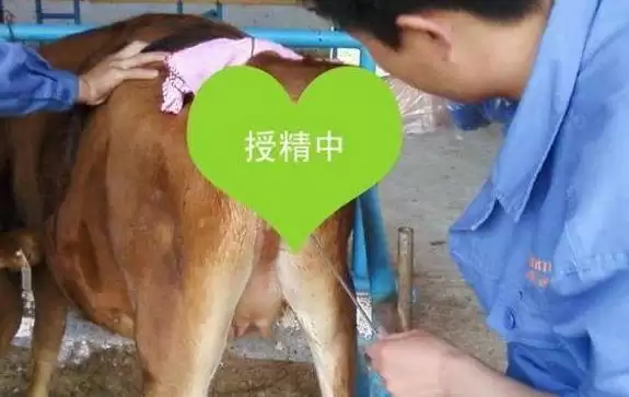 牛的交配方式大盘点:自然交配与分群交配等的奥秘插图5 牛的交配方式大盘点:自然交配与分群交配等的奥秘插图5