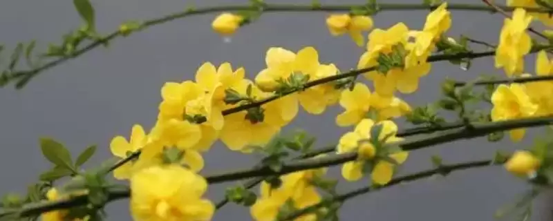 判断迎春花盆景冬天能否放室外的方法和重点？判断迎春花盆景冬天能否放室外要做好哪些细节？-会东网