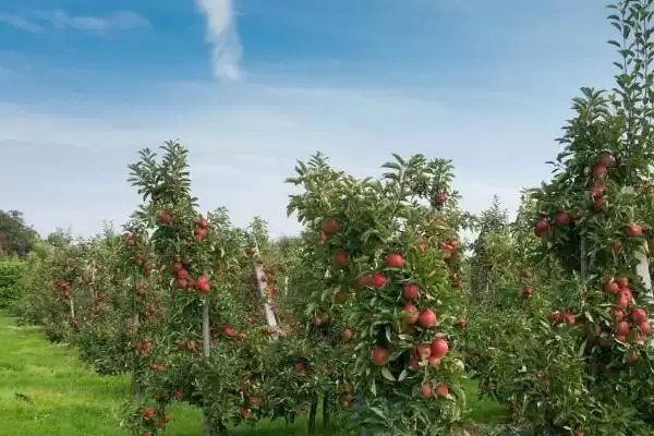 越冬苹果树的病虫害防治方法，要进行一次彻底清园插图3