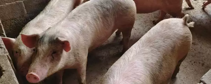 解决猪感冒不吃食问题的方法和重点?养猪要做好哪些疾病护理细节?-会东网