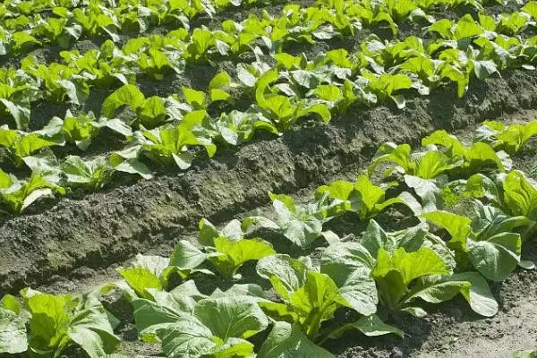 芥菜对光照的喜好 ,芥菜属于喜阴还是喜阳的作物插图1 芥菜对光照的喜好 ,芥菜属于喜阴还是喜阳的作物插图1