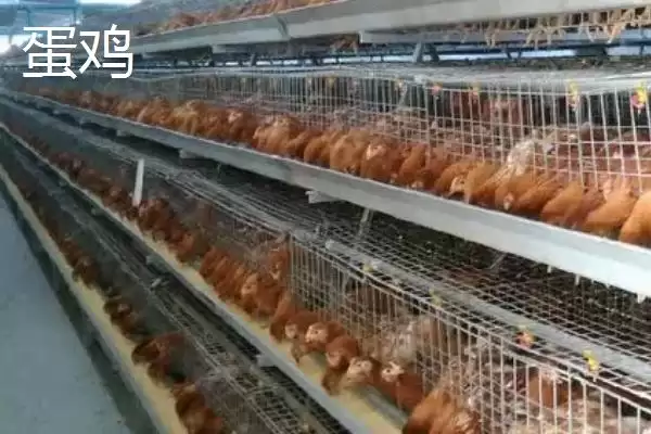 区分肉鸡和蛋鸡的方法和重点?养鸡要做好哪些养殖类型区分?插图2 区分肉鸡和蛋鸡的方法和重点?养鸡要做好哪些养殖类型区分?插图2