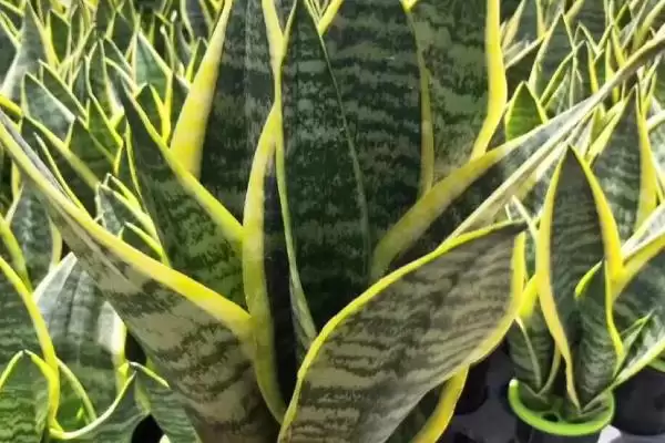 金边虎尾兰的养殖方法 ,如何养殖金边虎尾兰这种植物插图4 金边虎尾兰的养殖方法 ,如何养殖金边虎尾兰这种植物插图4