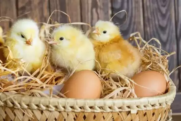 了解小鸡长羽毛时间节点的方法和重点？养鸡要做好哪些生长发育监测？插图1