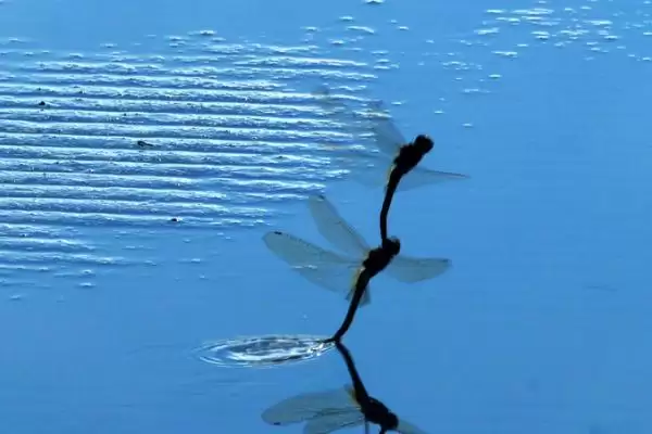 图片[4]-蜻蜓食物偏好揭秘：蚊子、苍蝇及小昆虫等食物选择-会东网