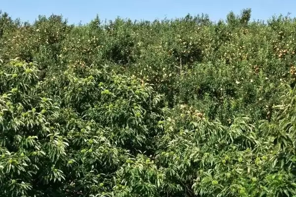 图片[3]-锥栗的种植方法，栽种时间一般在二月份-会东网