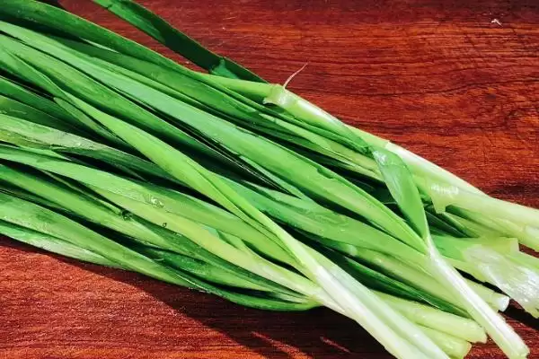 韭菜的种植方法 ,韭菜出苗后浇水频率是怎样的呢?插图1 韭菜的种植方法 ,韭菜出苗后浇水频率是怎样的呢?插图1