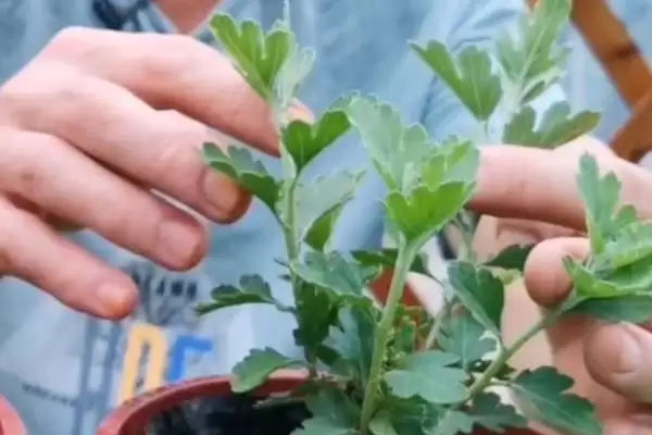 九月菊的长高控制 ,如何对九月菊进行控制使其不长高呢?插图2 九月菊的长高控制 ,如何对九月菊进行控制使其不长高呢?插图2