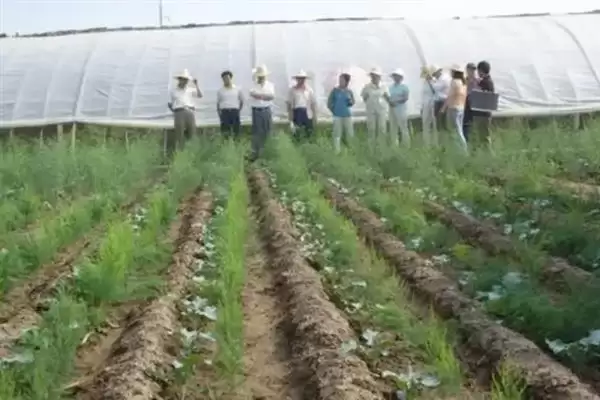 图片[2]-芦笋田的除草方法是什么 ,芦笋田如何进行除草-会东网