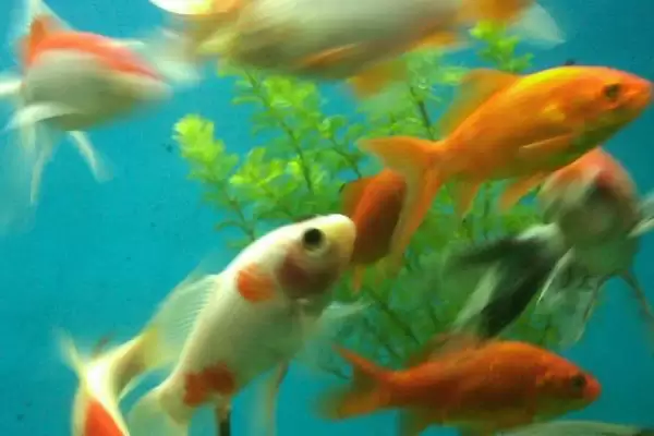图片[4]-锦鲤和草金鱼的区别 ,锦鲤和草金鱼有哪些不同呢-会东网