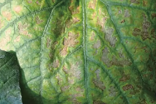 防治丝瓜褐斑病的方法和重点？种丝瓜防褐斑病要做好哪些细节？插图2