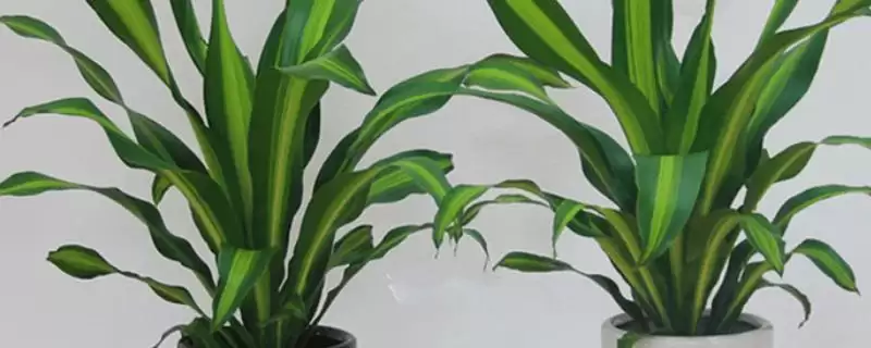 香龙血树养殖的方法和要点？养殖香龙血树要掌握哪些关键方法？-会东网