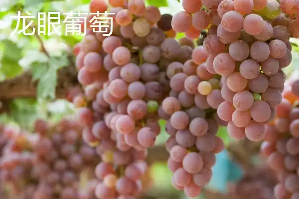 葡萄种类分类揭秘：酿酒系列和鲜食系列的特点对比插图3