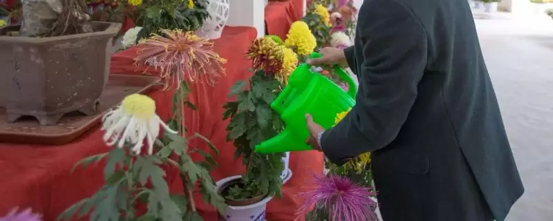 菊花的浇水原则 ,给菊花浇水为何要浇透且不积水呢?-会东网