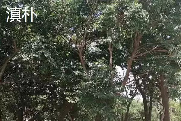 图片[6]-朴树常见品种大集合：可作绿化树种的优势品种介绍-会东网