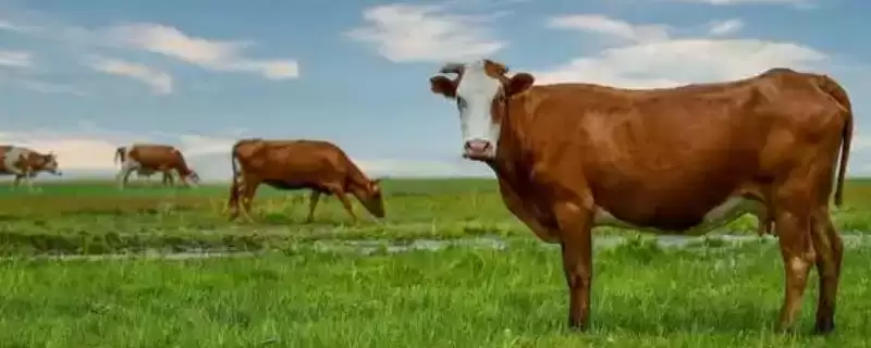 牛缺钙的早期症状警示:消化障碍和异嗜现象早发现-会东网