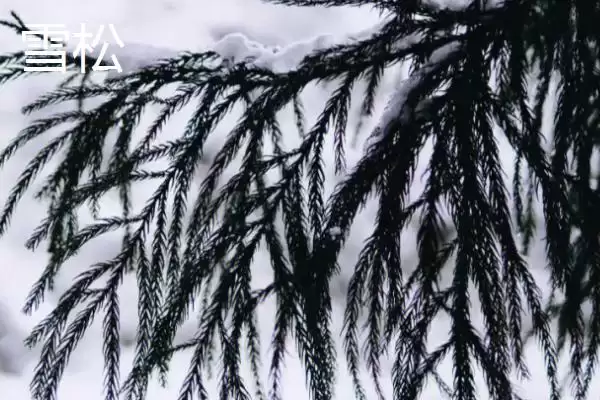 图片[2]-区分雪松和红松的方法和重点？区分雪松和红松要做好哪些细节？-会东网