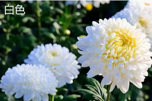 菊花的颜色种类 ,菊花常见的颜色有哪些呢?插图5 菊花的颜色种类 ,菊花常见的颜色有哪些呢?插图5