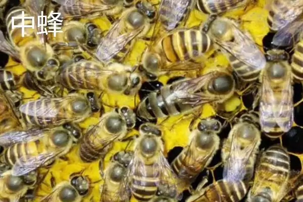 图片[3]-西蜂和中蜂的区别，科属、外观、蜂种等均不同-会东网