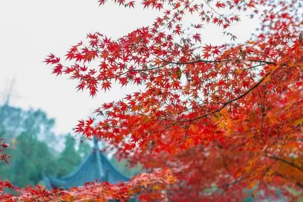 图片[2]-栖霞山红叶观赏最佳时间：11月中旬至12月中旬的美丽时刻-会东网