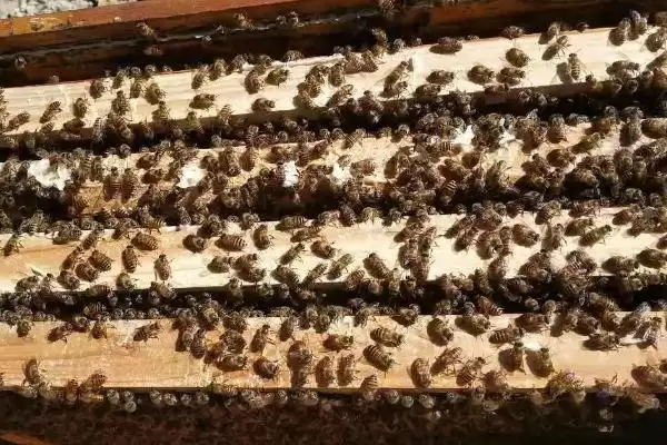 图片[2]-一箱蜜蜂的价格，通常需要300-600元左右-会东网