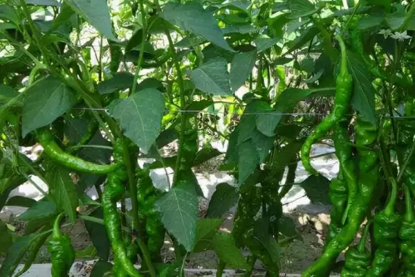 辣椒的种植土壤选择 ,辣椒为何选微酸性或中性土种植？插图3