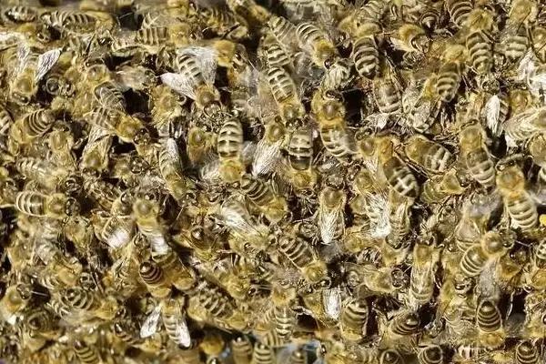 图片[2]-养蜂入门技术，这7个方面都需掌握-会东网