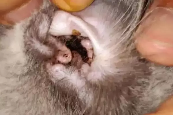 猫咪长耳螨会有哪些症状表现 ,猫咪长耳螨会出现频繁甩头现象插图1 猫咪长耳螨会有哪些症状表现 ,猫咪长耳螨会出现频繁甩头现象插图1