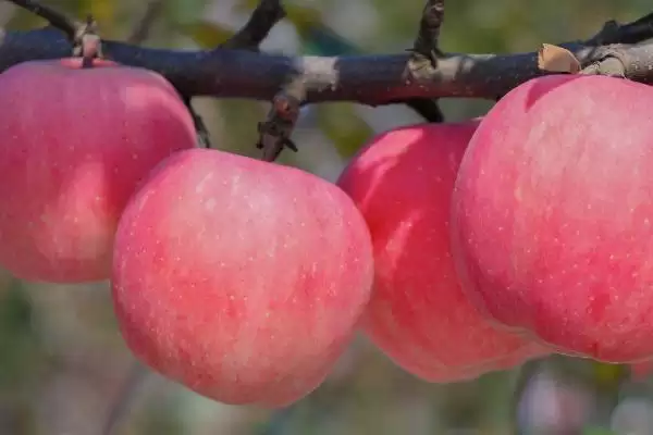 哪里的富士苹果比较好吃,洛川富士苹果海外闻名插图2 哪里的富士苹果比较好吃,洛川富士苹果海外闻名插图2