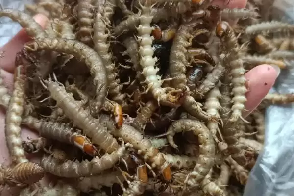 图片[2]-把握养殖爬沙虫要点的方法和重点？把握养殖爬沙虫要点要做好哪些细节？-会东网