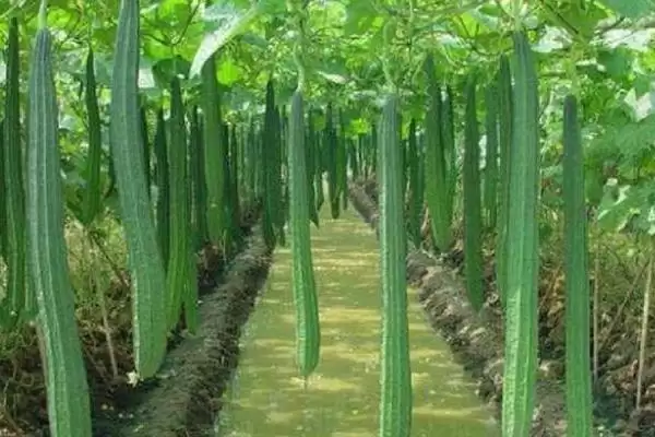 种植丝瓜的方法和重点？种丝瓜要做好哪些细节？(2)插图1