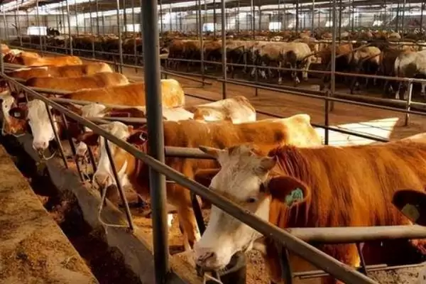 牛圈冬天保暖攻略：通风口覆盖塑料布的实用技巧插图3