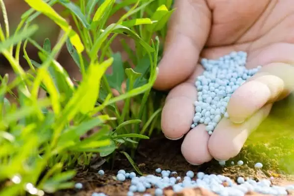 菊花叶片枯萎的解决方法 ,菊花叶片枯萎如何根据原因解决呢?插图3 菊花叶片枯萎的解决方法 ,菊花叶片枯萎如何根据原因解决呢?插图3