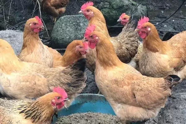 探究土鸡产软皮蛋原因的方法和重点?养鸡要做好哪些蛋类异常排查?插图3 探究土鸡产软皮蛋原因的方法和重点?养鸡要做好哪些蛋类异常排查?插图3