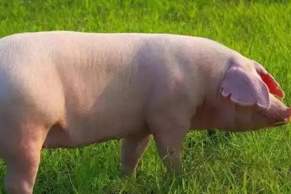 母猪喘气不吃食应该怎么办呢,母猪喘气不吃食需定时给猪舍通风插图1