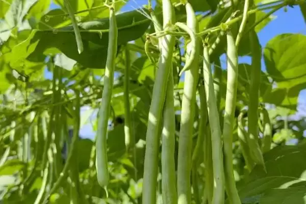 图片[2]-四季豆适合什么时候种植？确定四季豆种植时间要考虑哪些气候和生长周期因素？-会东网