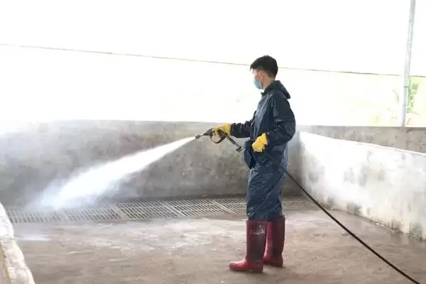 计算一头猪一天产粪尿量的方法和重点？养猪要做好哪些养殖数据统计细节？插图4