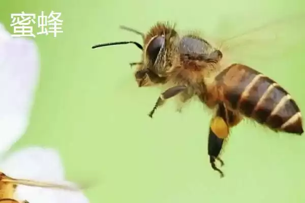 图片[3]-胡蜂和蜜蜂的区别，生物学分类、食物习性均不同-会东网