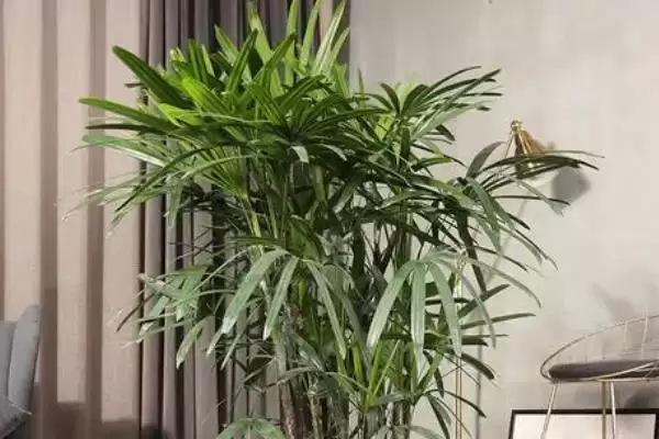 图片[9]-阳台暴晒绿植推荐：千日红、常春藤的顽强生命力-会东网