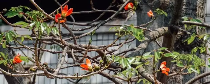 美丽异木棉和木棉有什么区别呢 ,美丽异木棉和木棉科属、形态、习性不同插图 美丽异木棉和木棉有什么区别呢 ,美丽异木棉和木棉科属、形态、习性不同插图