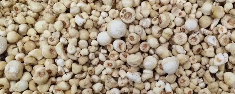 母猪半夏是什么样的植物呢,母猪半夏是多年生宿根草本植物-会东网