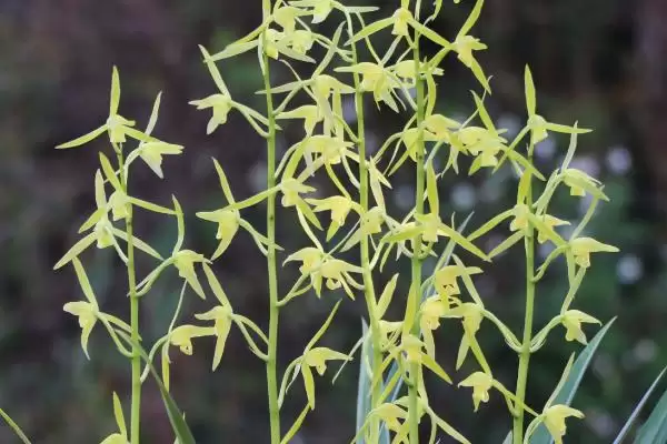 墨兰有哪些比较名贵的品种呢 ,墨兰名贵品种有矮种、白墨、金嘴等插图1 墨兰有哪些比较名贵的品种呢 ,墨兰名贵品种有矮种、白墨、金嘴等插图1