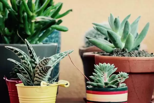 图片[3]-了解植物叶片均衡生长要素的方法和重点？了解植物叶片均衡生长要素要做好哪些细节？-会东网
