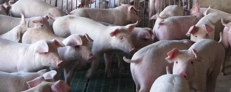 判断育肥猪体温 40 度是否正常的方法和重点?养猪要做好哪些体温监测细节?-会东网