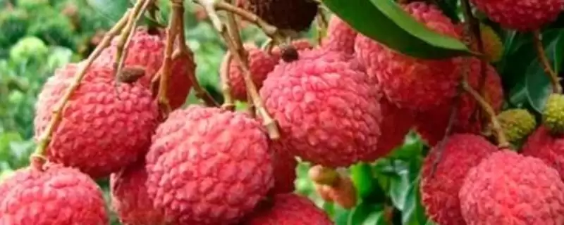灵山荔枝的品种特点 ,灵山荔枝三月红有何成熟优势？-会东网